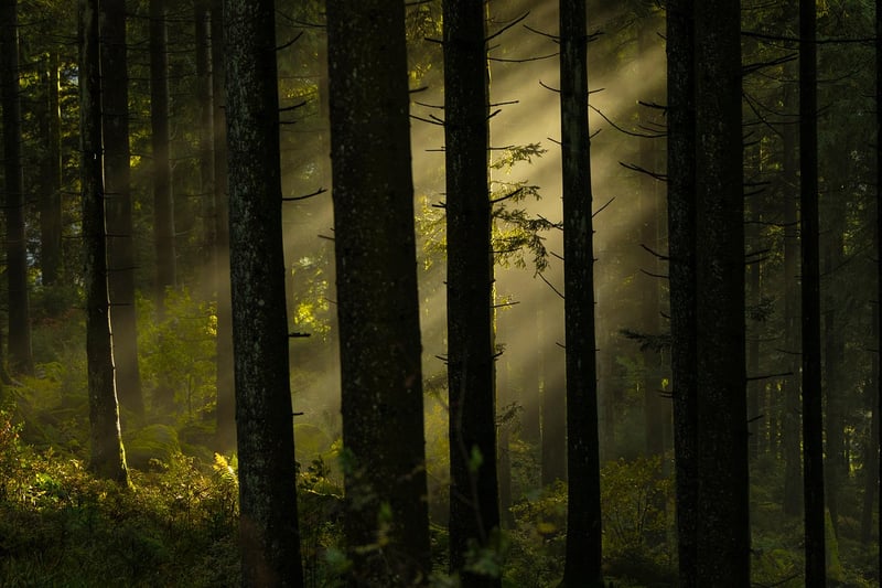Mystical Woodland Celebrations